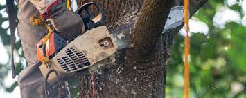 Bronxville, NY Tree Care Company