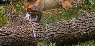 How Our Tree Care Process Works  in  Bronxville, NY